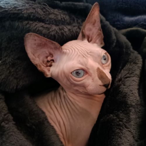 Chaton sphynx #2