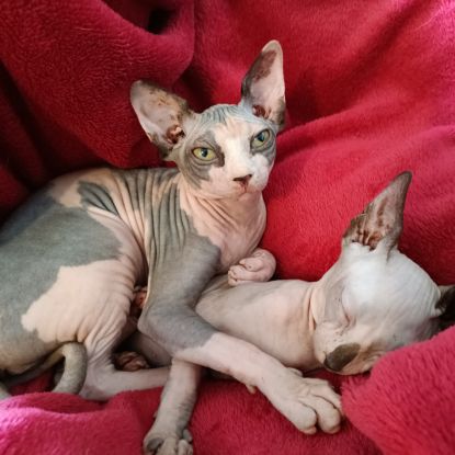 Chaton sphynx #0