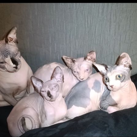Chaton sphynx #5