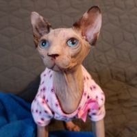 Chaton sphynx #1