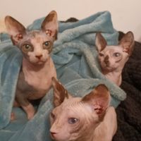 Chaton sphynx #2