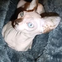 Chaton sphynx #3