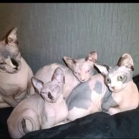 Chaton sphynx #5