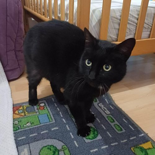 Lady- belle panthère noire #3