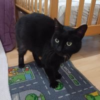 Lady- belle panthère noire #3