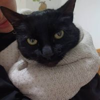 Belle panthère noire - lady #1