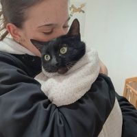 Belle panthère noire - lady #2