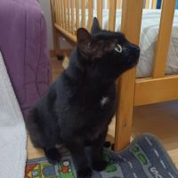 Belle panthère noire - lady #4