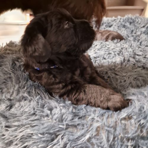 Chiots schnauzer géant #1