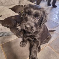 Chiots schnauzer géant #0