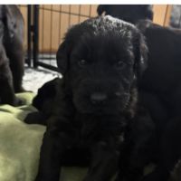 Chiots schnauzer géant #3