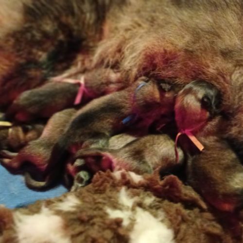 Chiot eurasier lof #1