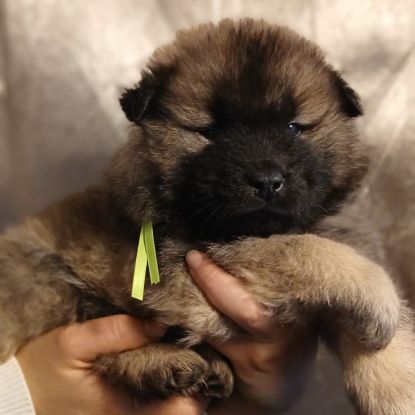 Chiot eurasier lof #4