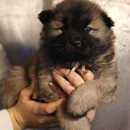 Chiot eurasier lof