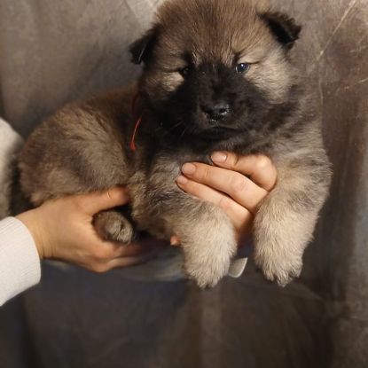 Chiot eurasier lof #7