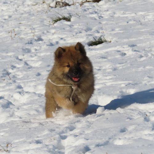 Chiot eurasier lof #2