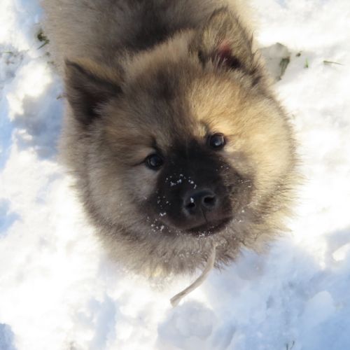 Chiot eurasier lof #4