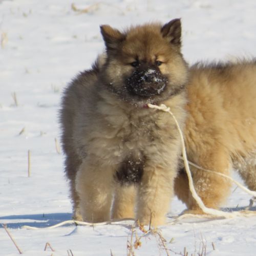 Chiot eurasier lof #5