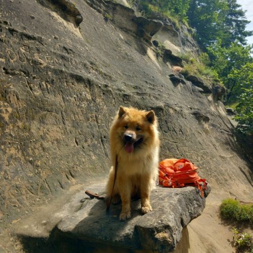 Chiot eurasier lof #8