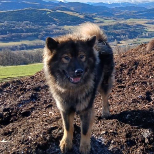 Chiot eurasier lof #9