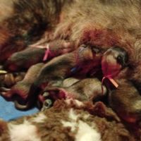 Chiot eurasier lof #1