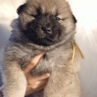 Chiot eurasier lof #2