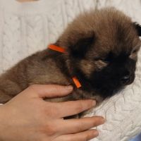 Chiot eurasier lof #3