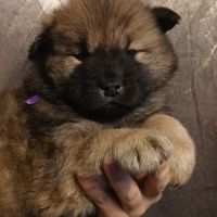 Chiot eurasier lof #6