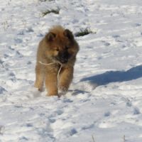 Chiot eurasier lof #3