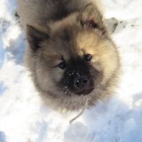 Chiot eurasier lof #4