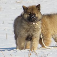 Chiot eurasier lof #5