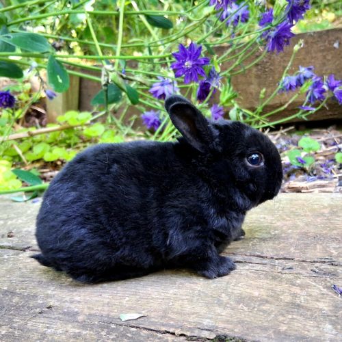 Lapin femelle nain rex #2