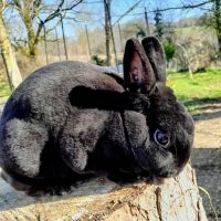 Lapin femelle nain rex