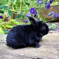 Lapin femelle nain rex #2