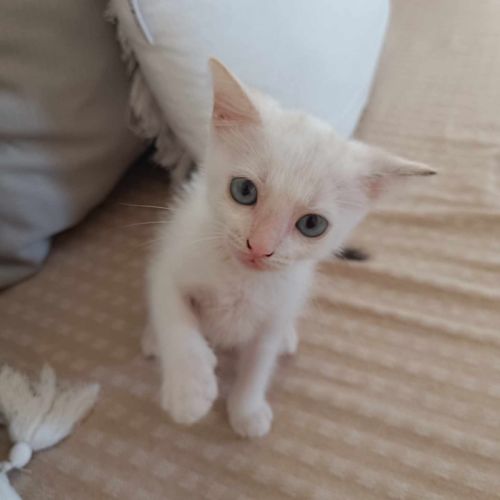 Lily rose, la belle minette #1