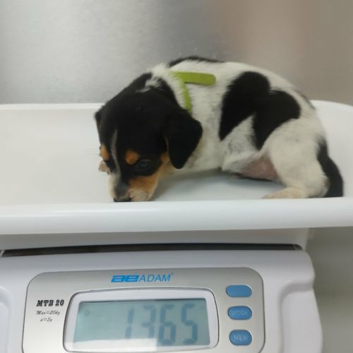 Asko, l'adorable bout de chou #4