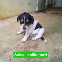 Asko, l'adorable bout de chou