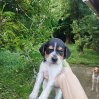 Asko, l'adorable bout de chou #2