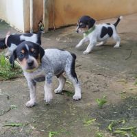 Asko, l'adorable bout de chou #3