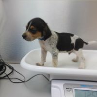 Vaillant, le plus beau