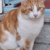 Chat gavroche à l adoption