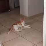 Chat gavroche à l adoption #2