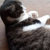 Chat grominet à l adoption #2