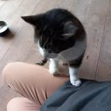 Chat grominet à l adoption #3