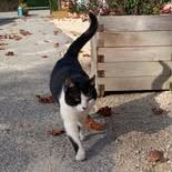 Chat grominet à l adoption #5