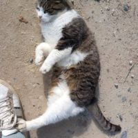 Chat patapouf à l adoption