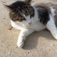 Chat patapouf à l adoption #2