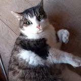 Chat patapouf à l adoption #3