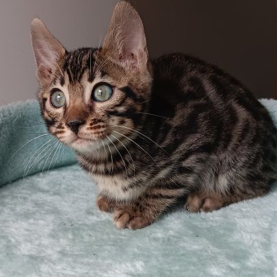 Chaton bengal loof #4