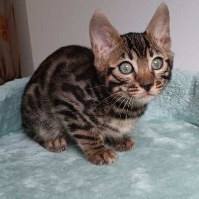Chaton bengal loof #5